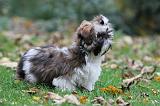 SHIH TZU 109